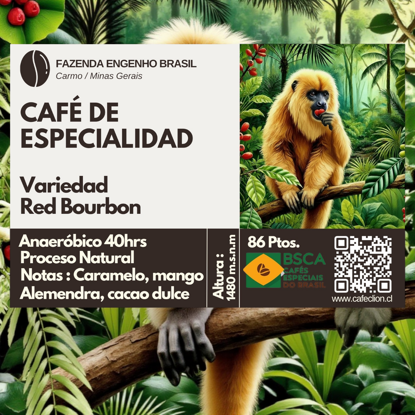 Brasil Red Bourbon 4kg - Café de Especialidad 86pts | Formato PYME