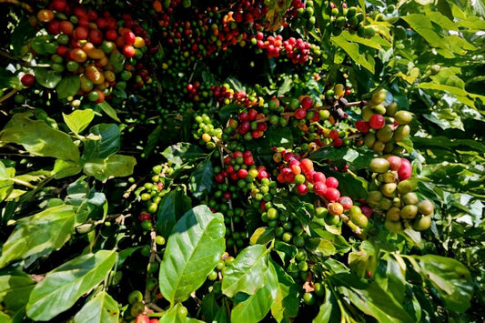 Desmitificando el "Café de Especialidad": ¿Qué lo Hace Tan Excepcional?