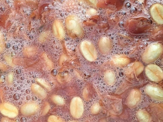 Descubre Cómo la Fermentación Resalta los Mejores Sabores de tu Café