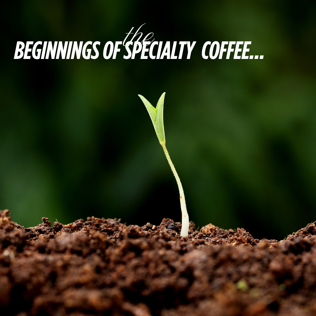 ¿Quién creó el café de especialidad?