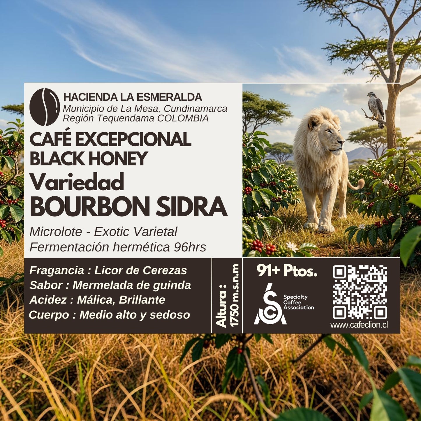 Café Excepcional Black Honey – Variedad Bourbon Sidra 'Exotic Varietal' Microlote Fermentado 91+ Ptos