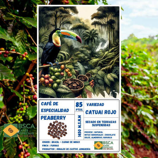 Café de Especialidad Peaberry | Origen Brasil - Variedad Catuai Rojo