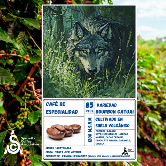 Café de Especialidad Origen Guatemala - San José Antigua | Variedad Bourbon Catuai