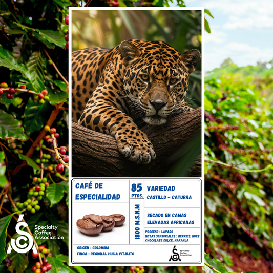 Café de Especialidad Origen Colombia - Pitalito Huila | Variedad Castillo Caturra