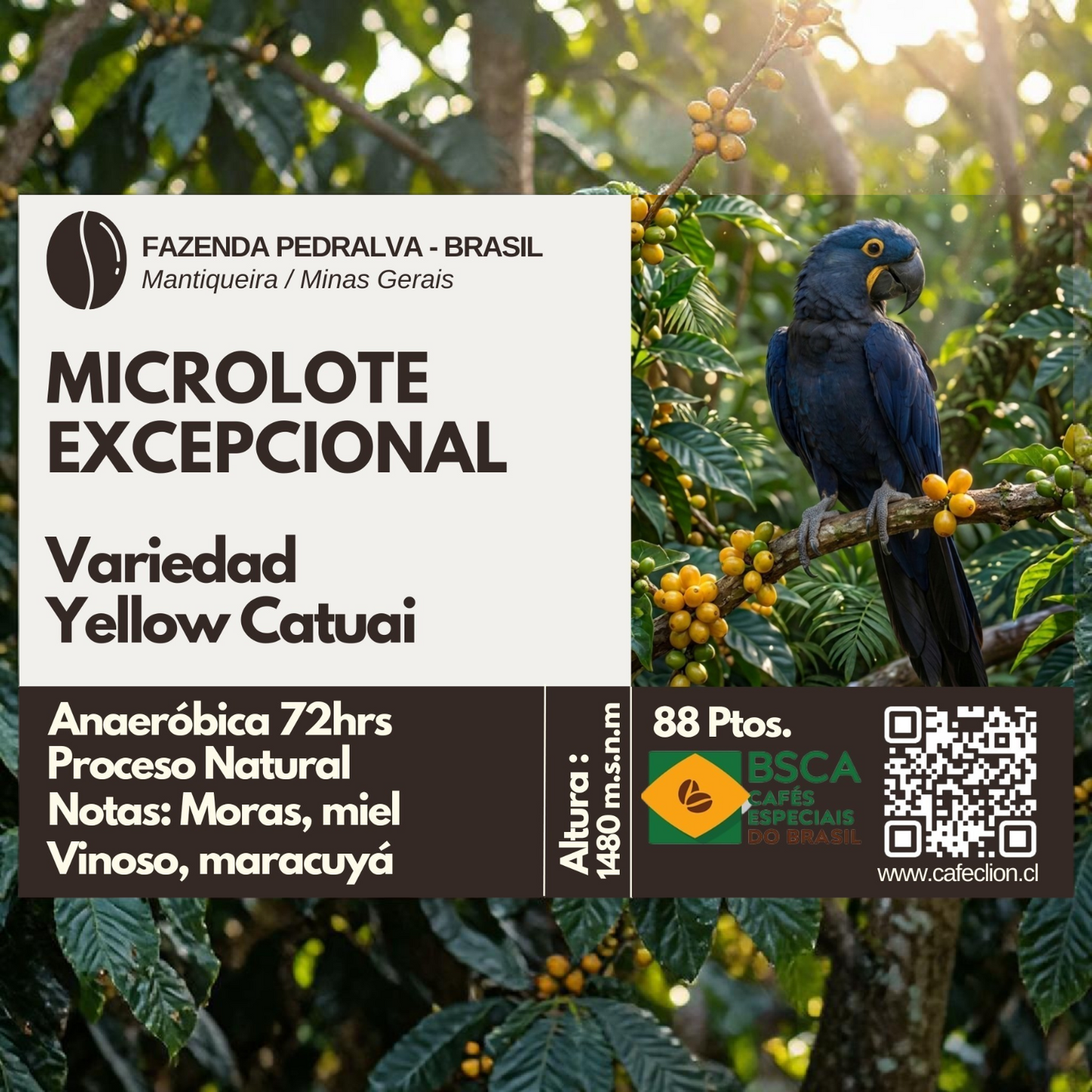 Café Excepcional Microlote Origen Brasil Fazenda Pedralva, Mantiqueira | Variedad Yellow Catuai