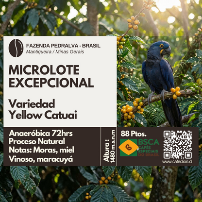 Café Excepcional Microlote Origen Brasil Fazenda Pedralva, Mantiqueira | Variedad Yellow Catuai